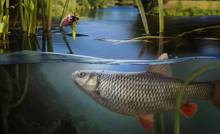 A split view of a pond, showing a beetle on a reed above water and a fish below, illustrating aquatic life's dependence on water quality.