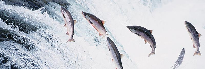 Multiple salmon leap high from rushing white water, a powerful scene illustrating the resilience crucial for healthy fisheries.