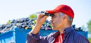 A man in a red cap uses a refractometer to measure grape ripeness during harvest.