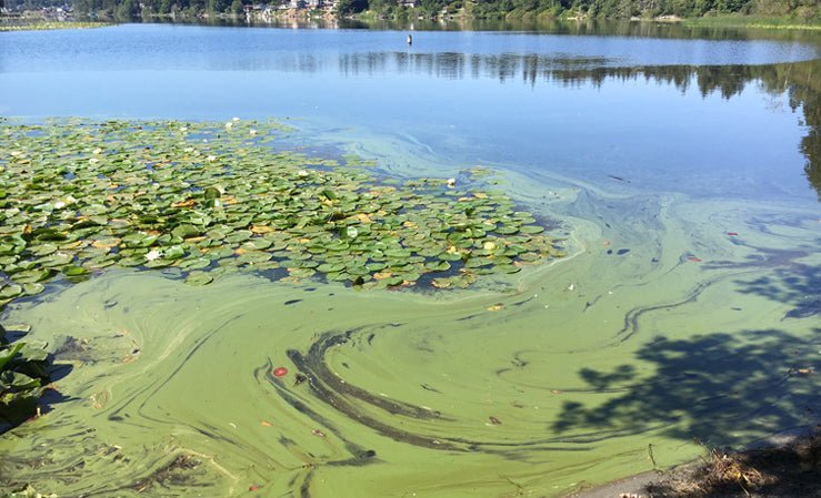 A dense, swirling green algae bloom covers a lake surface with lily pads, indicating serious nutrient pollution.