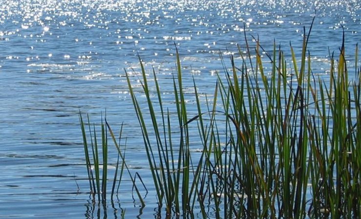 Vibrant green reeds emerge from blue water reflecting sparkling sunlight, symbolizing a healthy aquatic ecosystem.