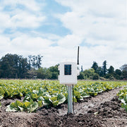 Complete wireless soil moisture and temperature station by Davis Instruments in a field of leafy green crops.

