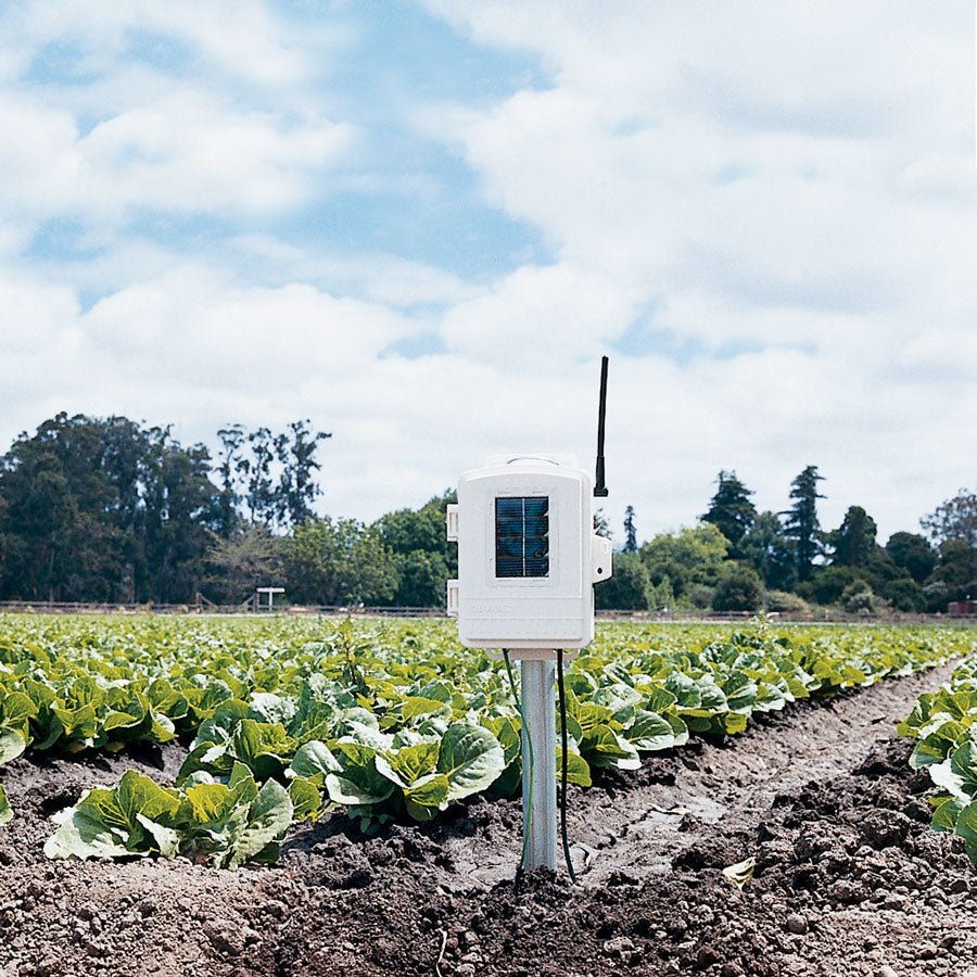Complete wireless soil moisture and temperature station by Davis Instruments in a field of leafy green crops.
