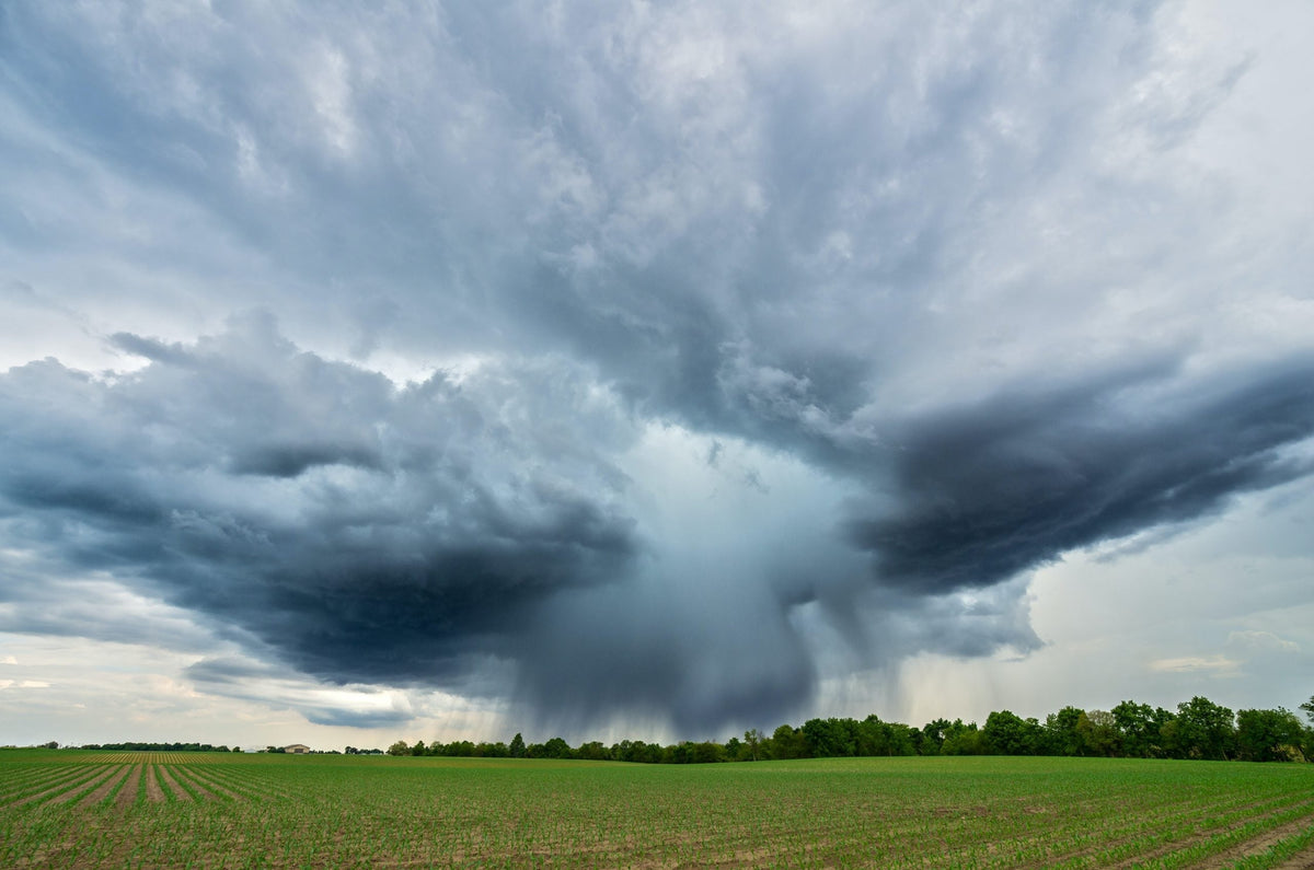 Hardware activation service from Davis Instruments, with rows of young corn in a large field under a stormy sky.