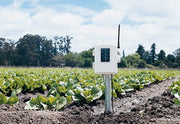 Wireless leaf and soil moisture/temperature station by Davis Instruments in a lettuce field with trees in the background.
