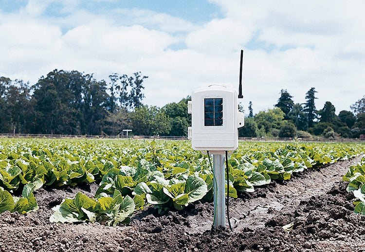 Wireless leaf and soil moisture/temperature station by Davis Instruments in a lettuce field with trees in the background.
